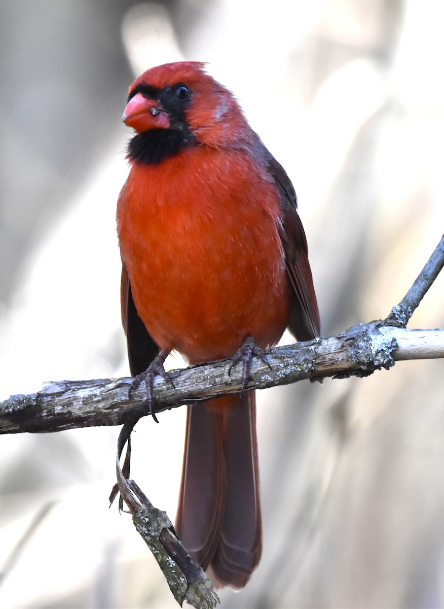 Kırmızı Kardinal [cardinalis grubu] - ML618746145