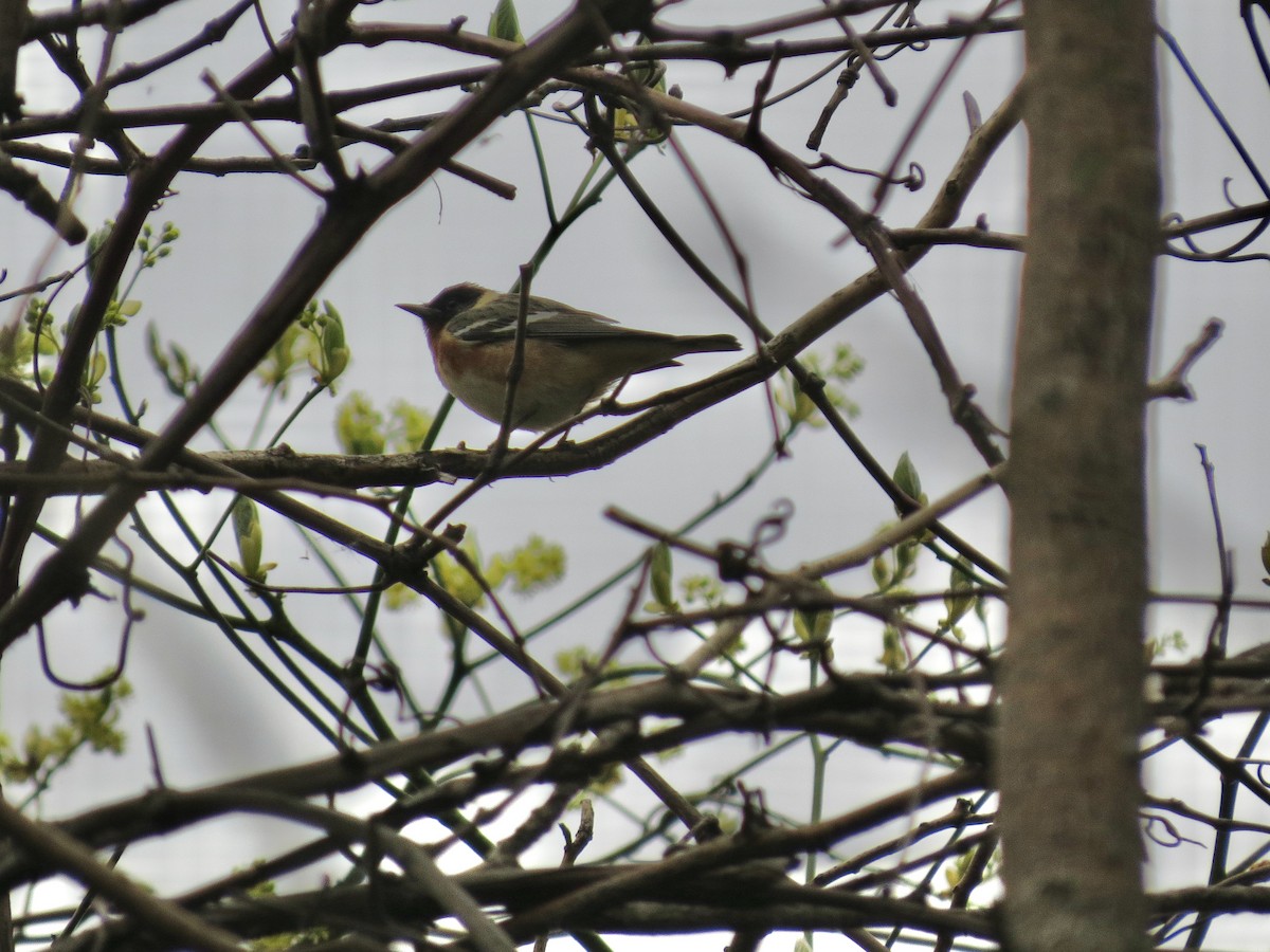 Bay-breasted Warbler - ML618746171
