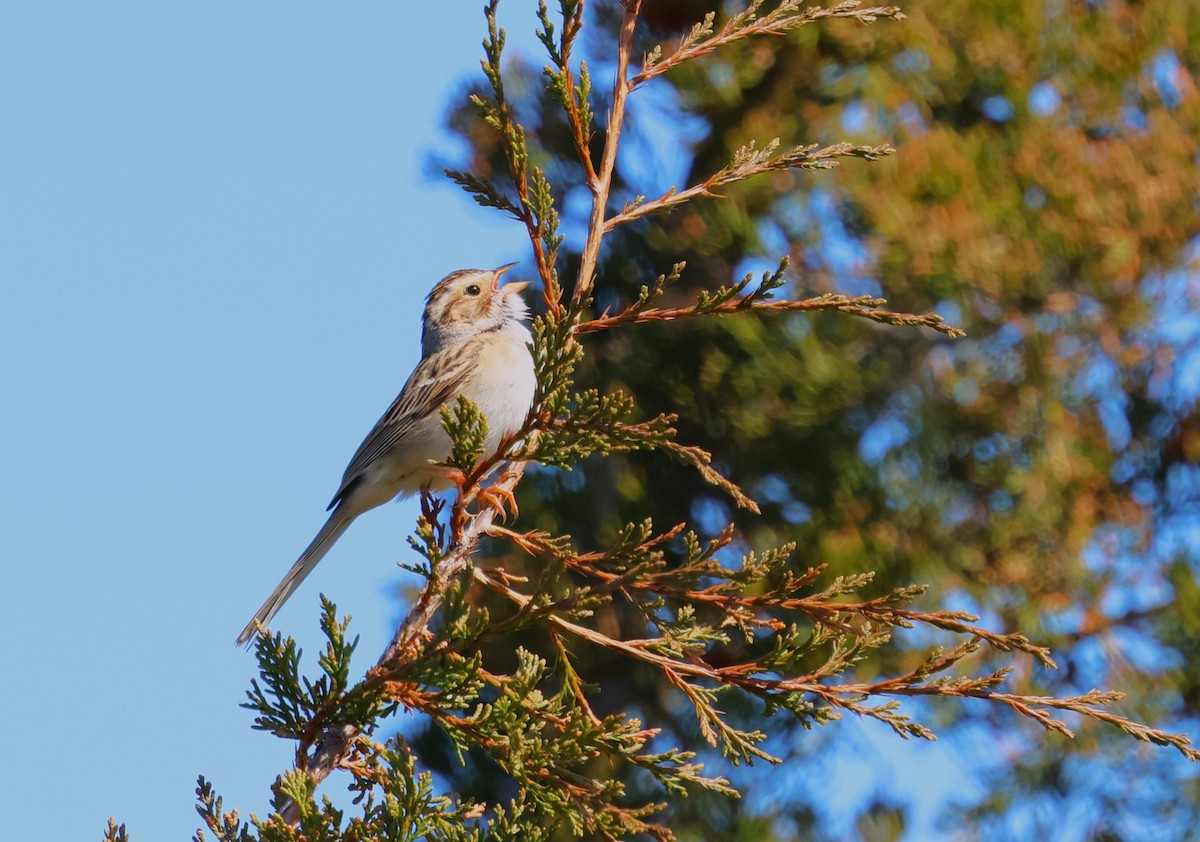 Clay-colored Sparrow - ML618746175