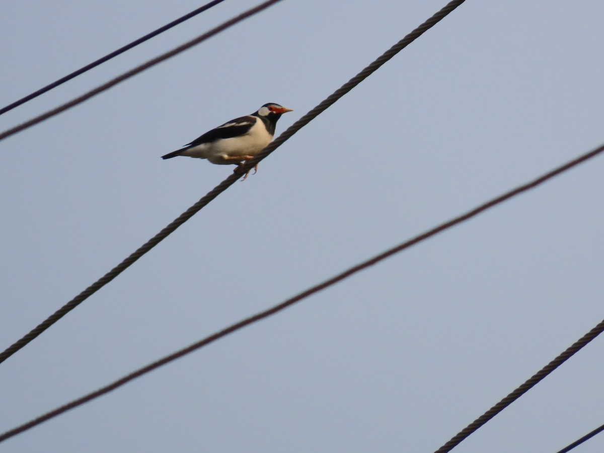 Indian Pied Starling - ML618746221