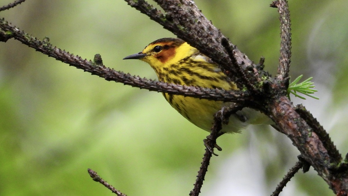 Cape May Warbler - ML618746249