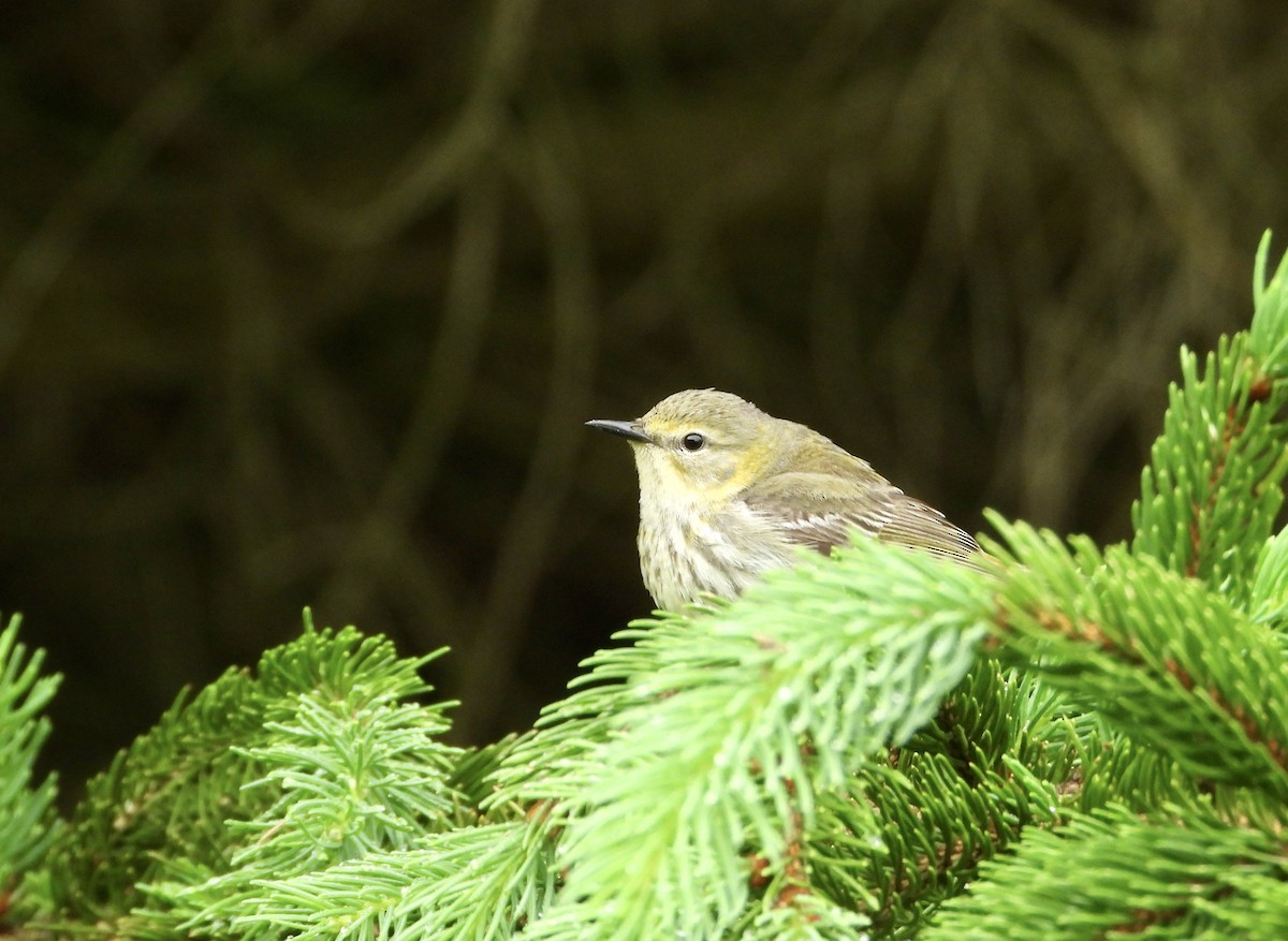 Cape May Warbler - ML618746250
