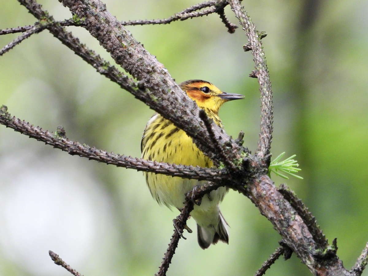 Cape May Warbler - ML618746251