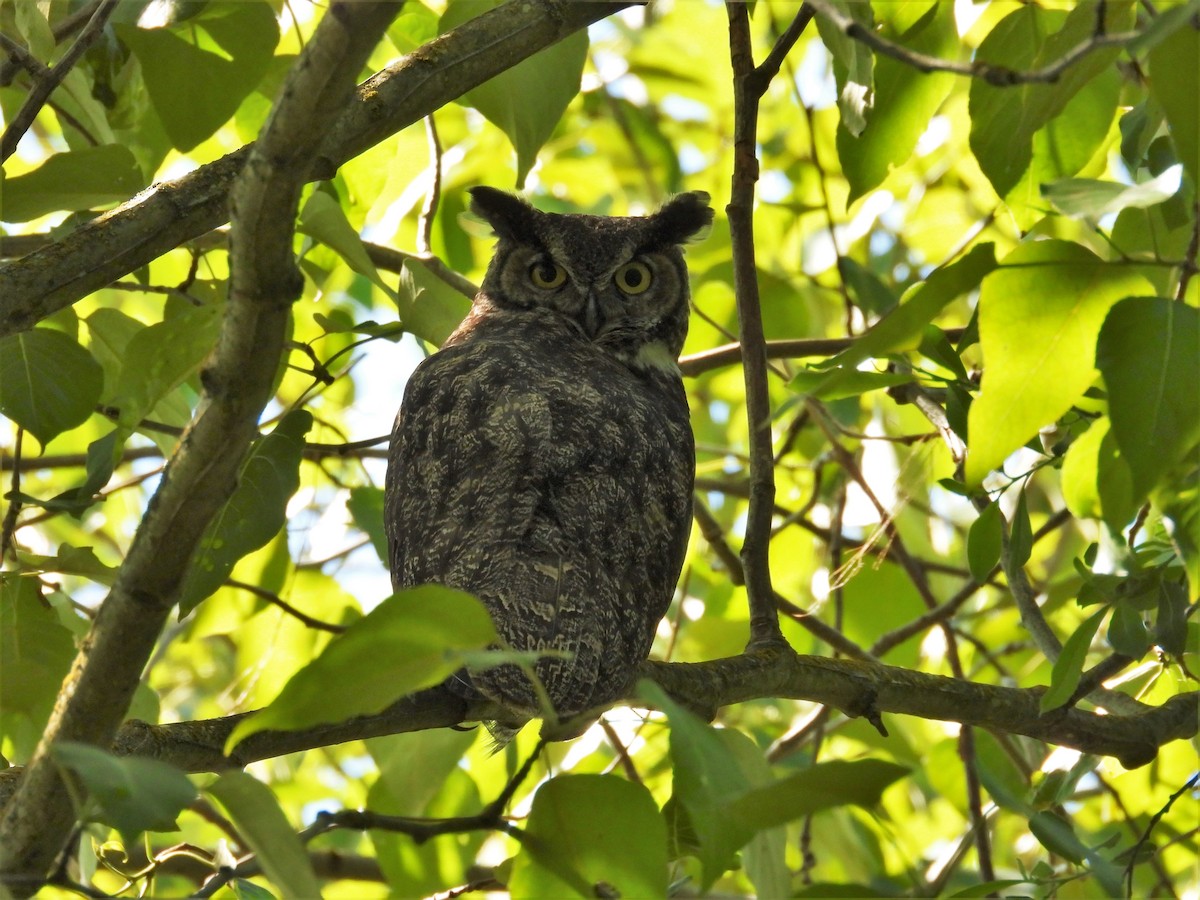 Great Horned Owl - ML618746256