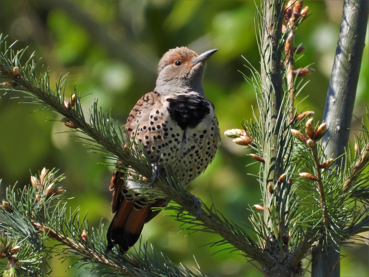 Northern Flicker (Red-shafted) - ML618746259