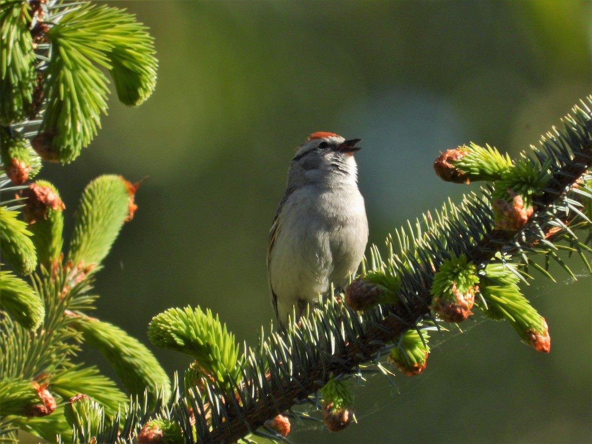 Chipping Sparrow - ML618746276