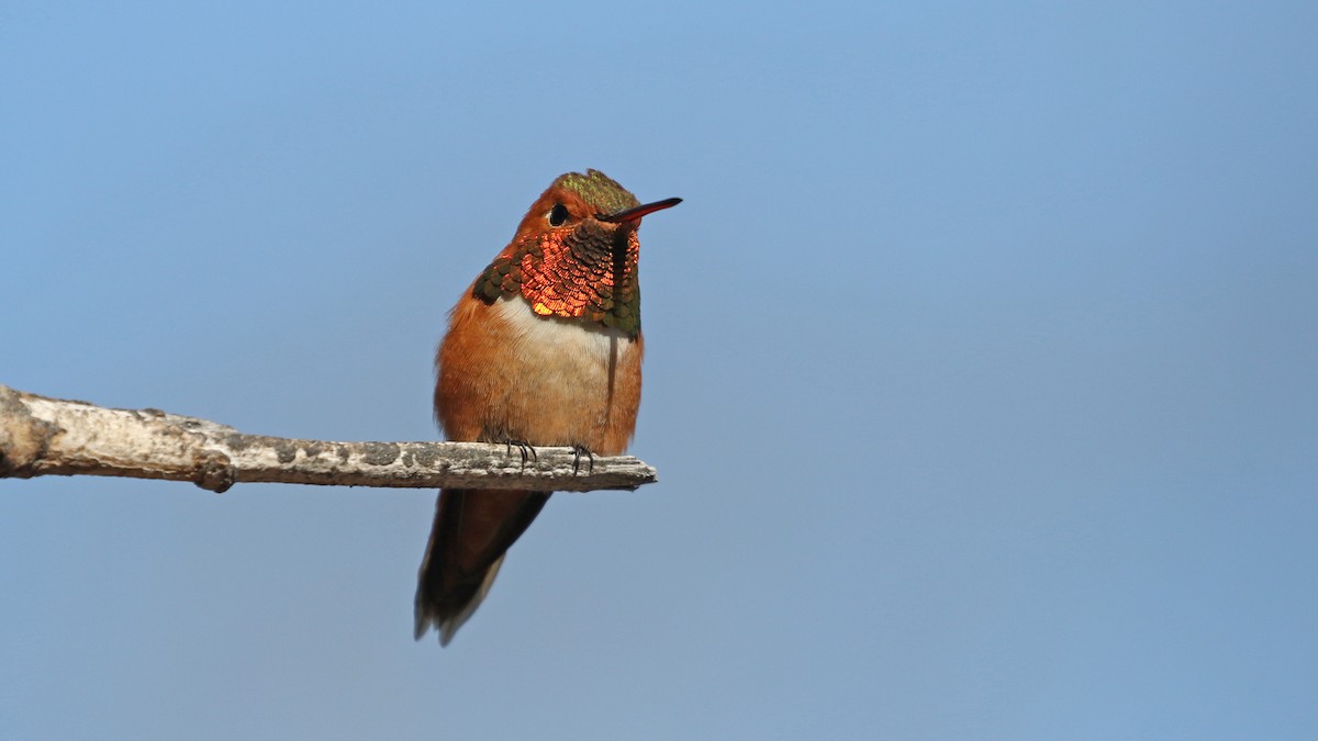 Rufous Hummingbird - ML618746282