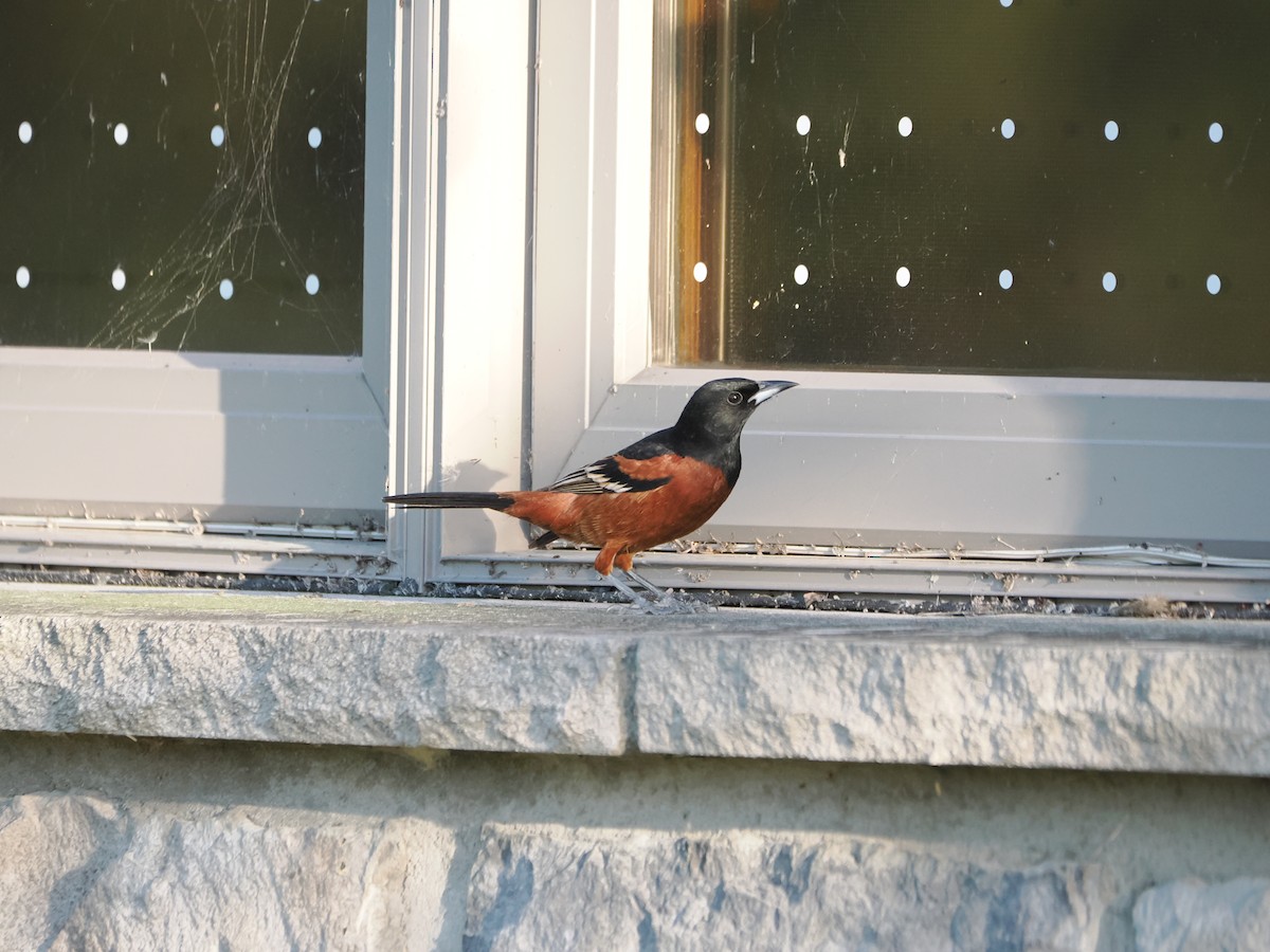 Orchard Oriole - ML618746286