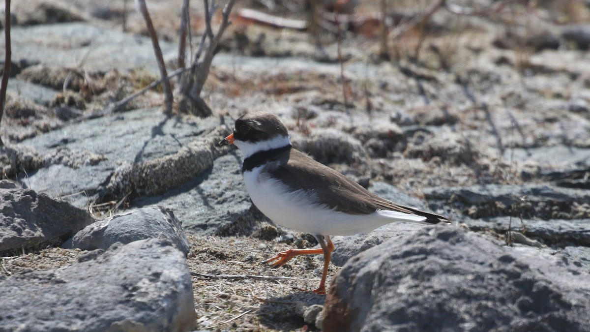 Semipalmated Plover - ML618746294