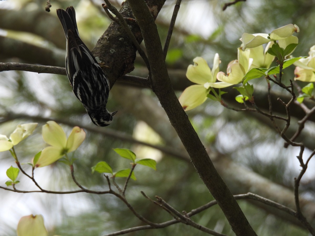 Black-and-white Warbler - ML618746317