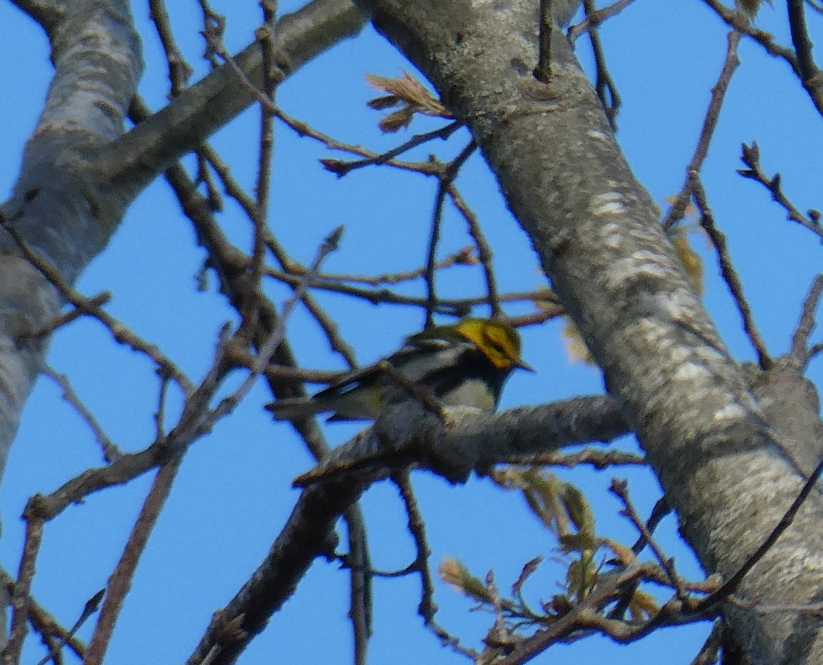 Black-throated Green Warbler - ML618746394