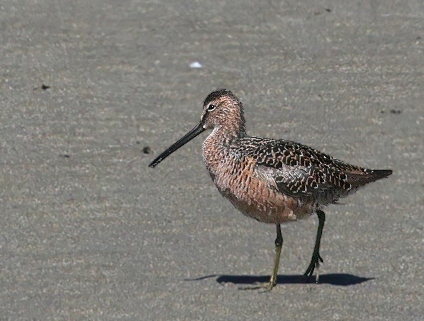 Long-billed Dowitcher - ML618746420