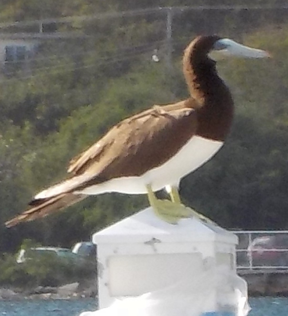 Brown Booby - ML618746425