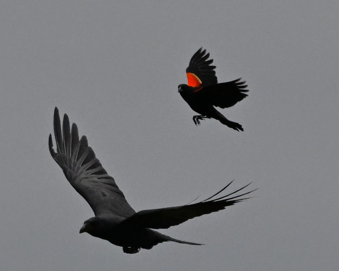 Red-winged Blackbird - ML618746485