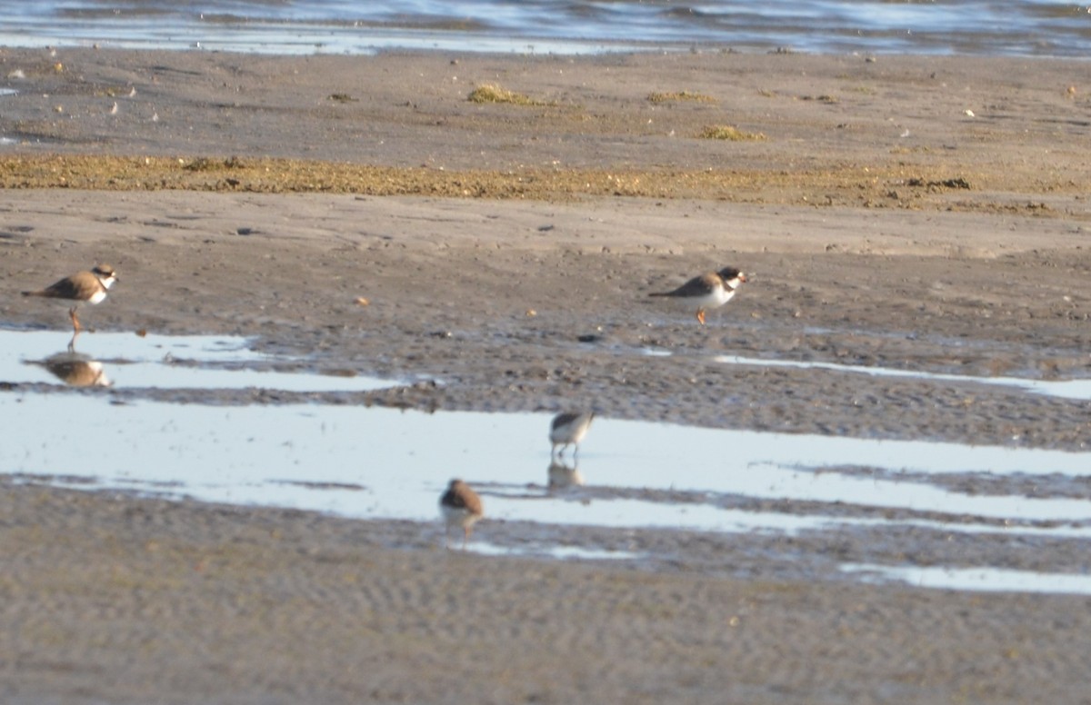 Semipalmated Plover - ML618746498