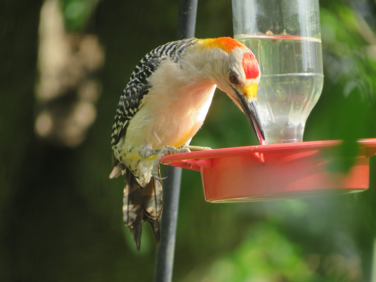 Golden-fronted Woodpecker - ML618746508