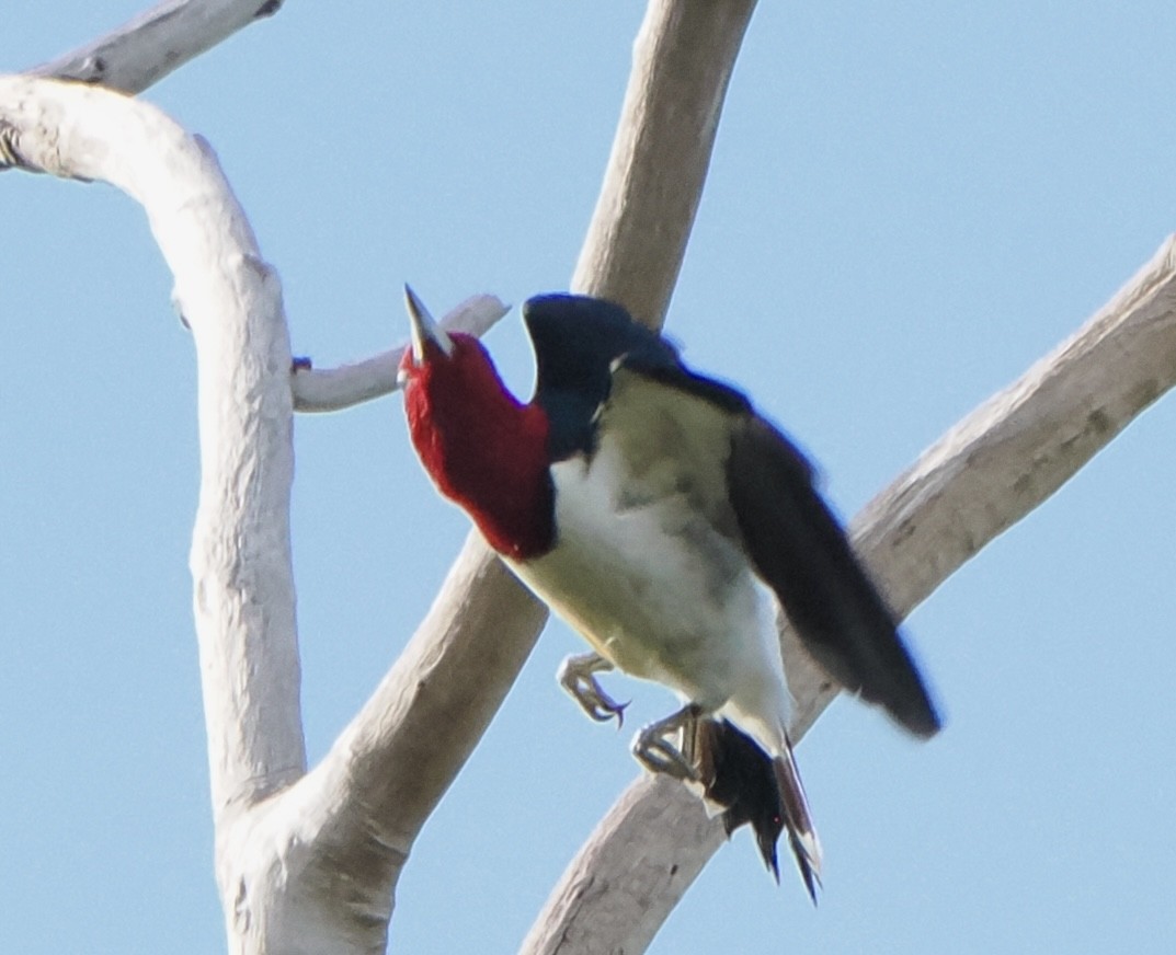 Red-headed Woodpecker - ML618746540
