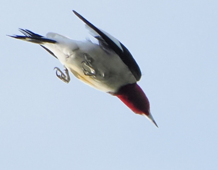 Red-headed Woodpecker - ML618746541