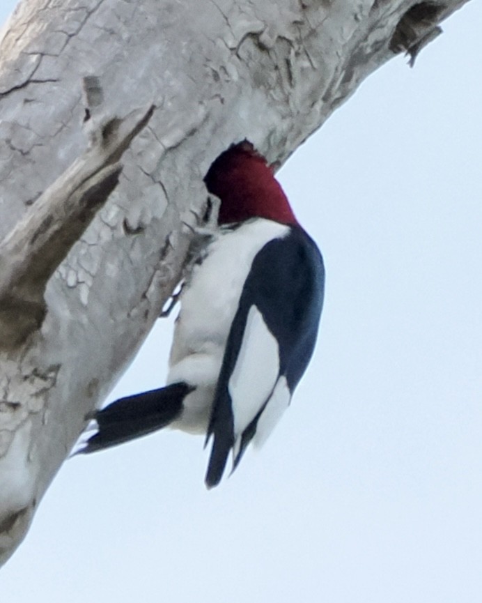 Red-headed Woodpecker - ML618746542