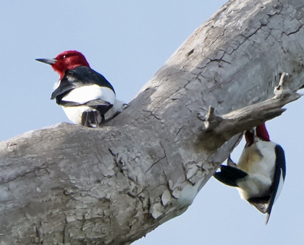 Red-headed Woodpecker - ML618746543