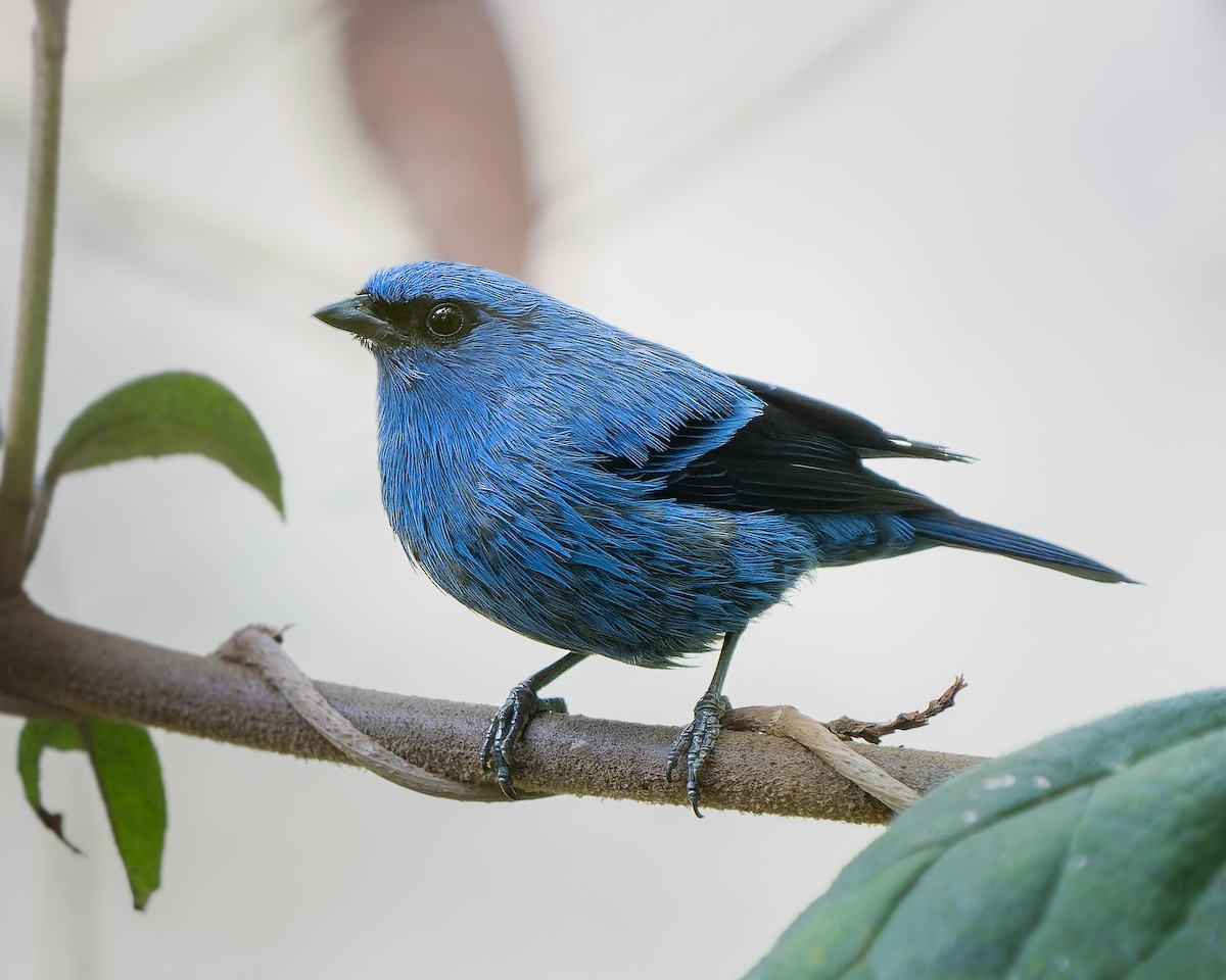 Blue-and-black Tanager - ML618746544