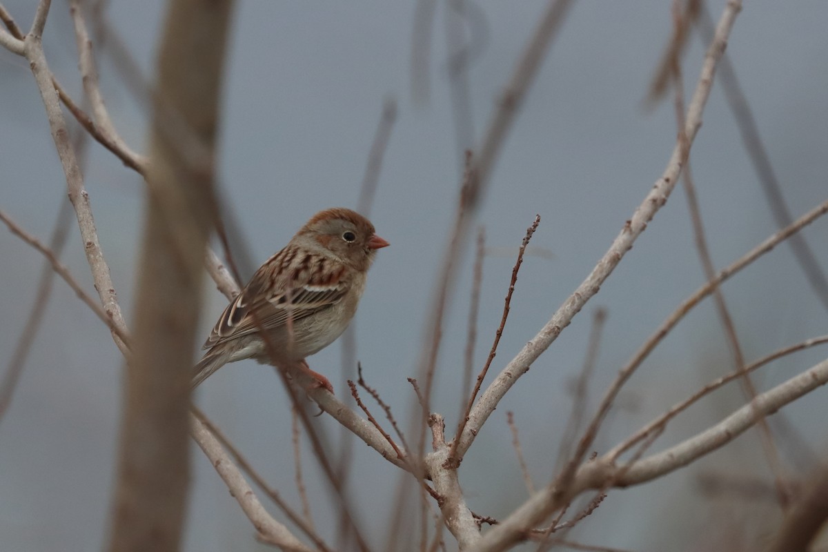 Field Sparrow - ML618746548