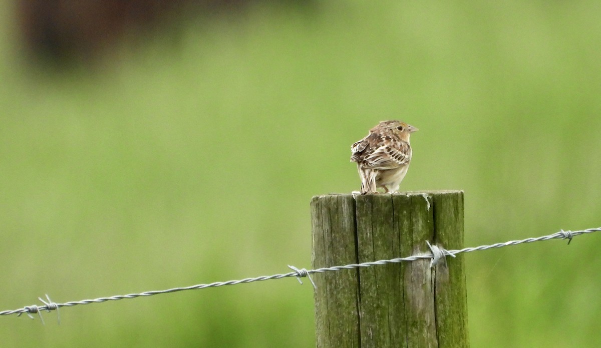 Grasshopper Sparrow - ML618746556