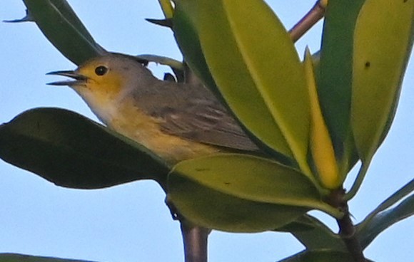 Yellow Warbler (Golden) - ML618746564