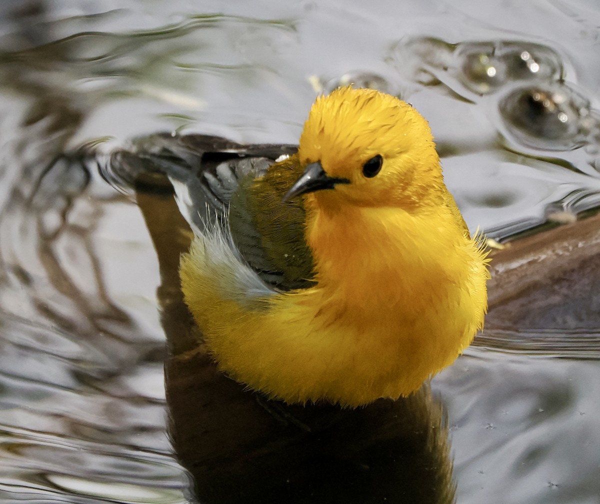 Prothonotary Warbler - ML618746593
