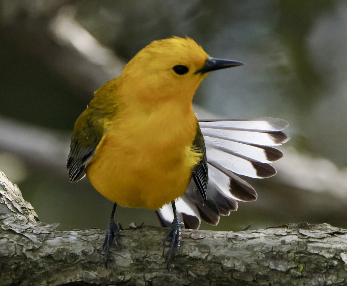 Prothonotary Warbler - ML618746594
