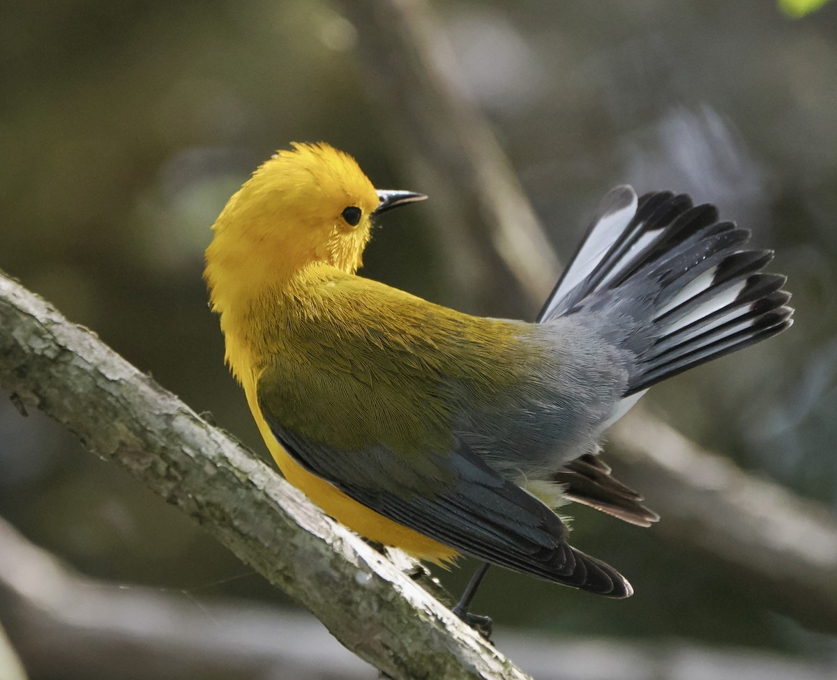 Prothonotary Warbler - Annette Teng