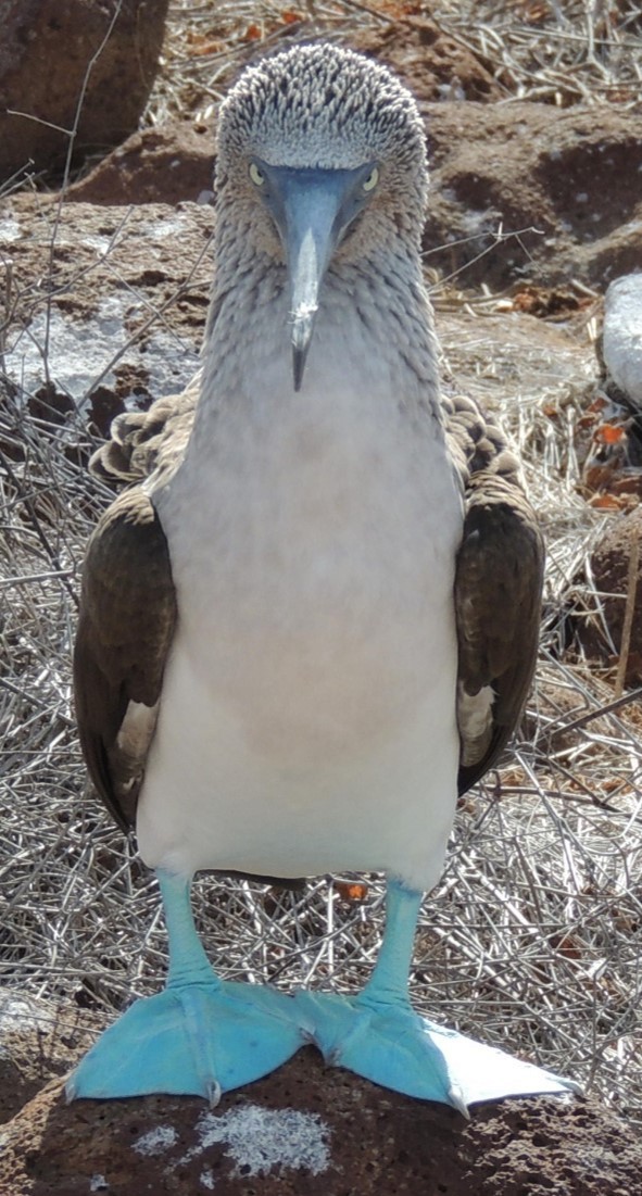 Blue-footed Booby - ML618746638