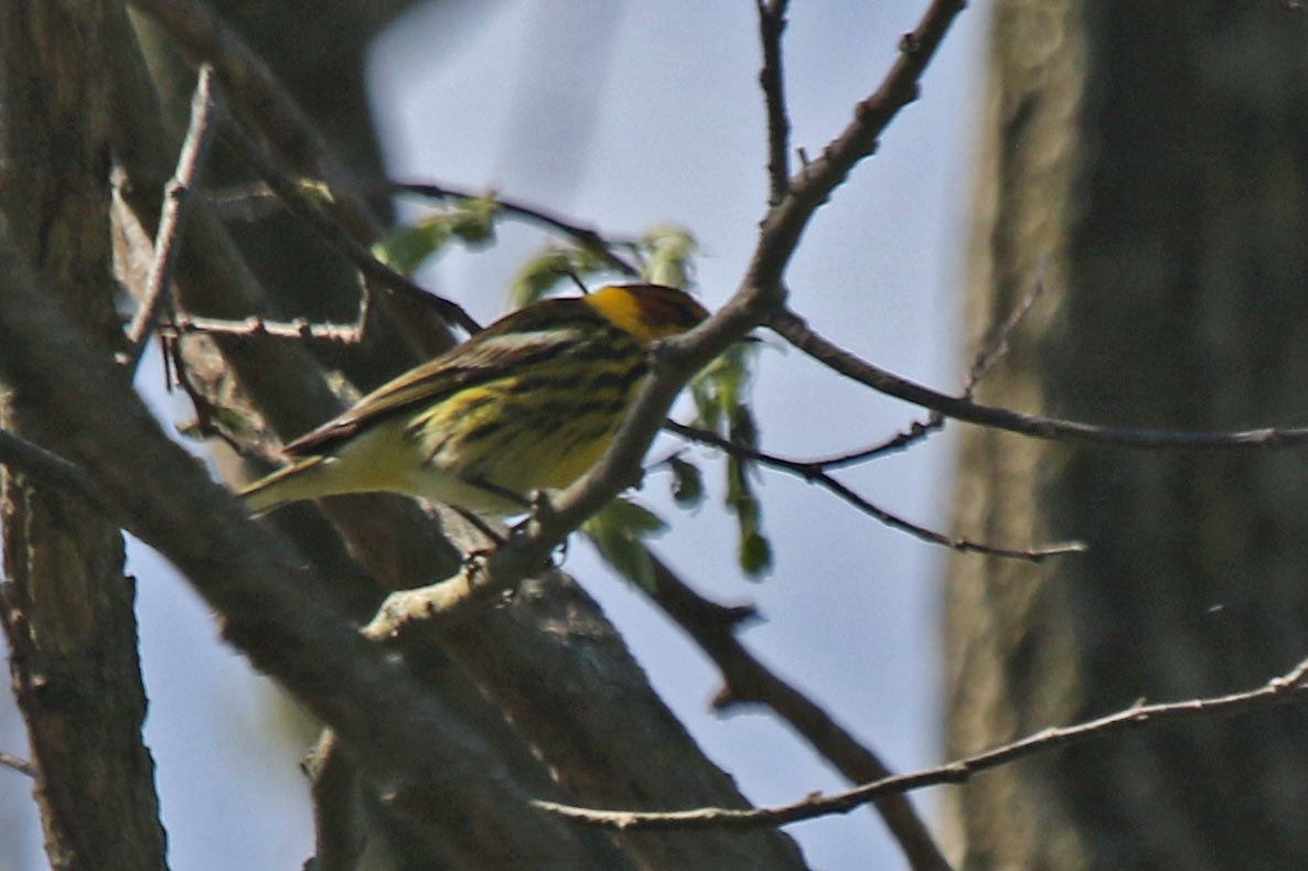 Cape May Warbler - ML618746652