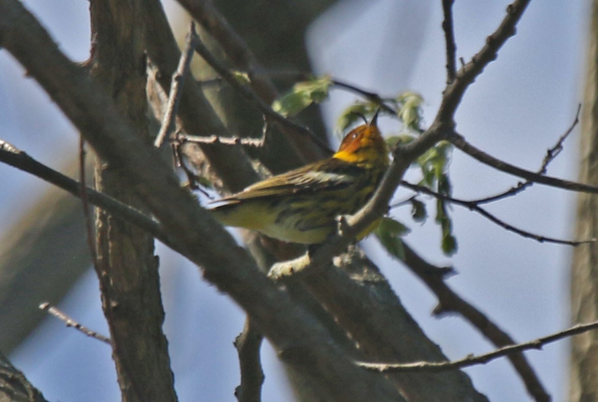 Cape May Warbler - ML618746656