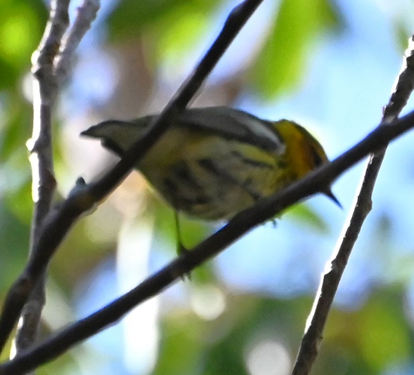 Cape May Warbler - ML618746672