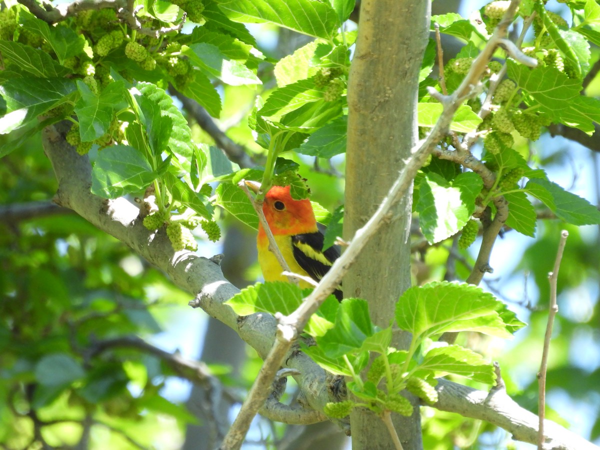 Western Tanager - ML618746686