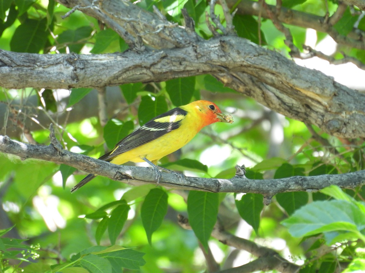 Western Tanager - ML618746688