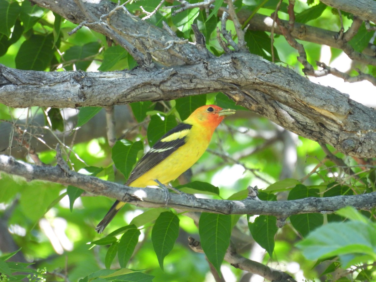 Western Tanager - ML618746689