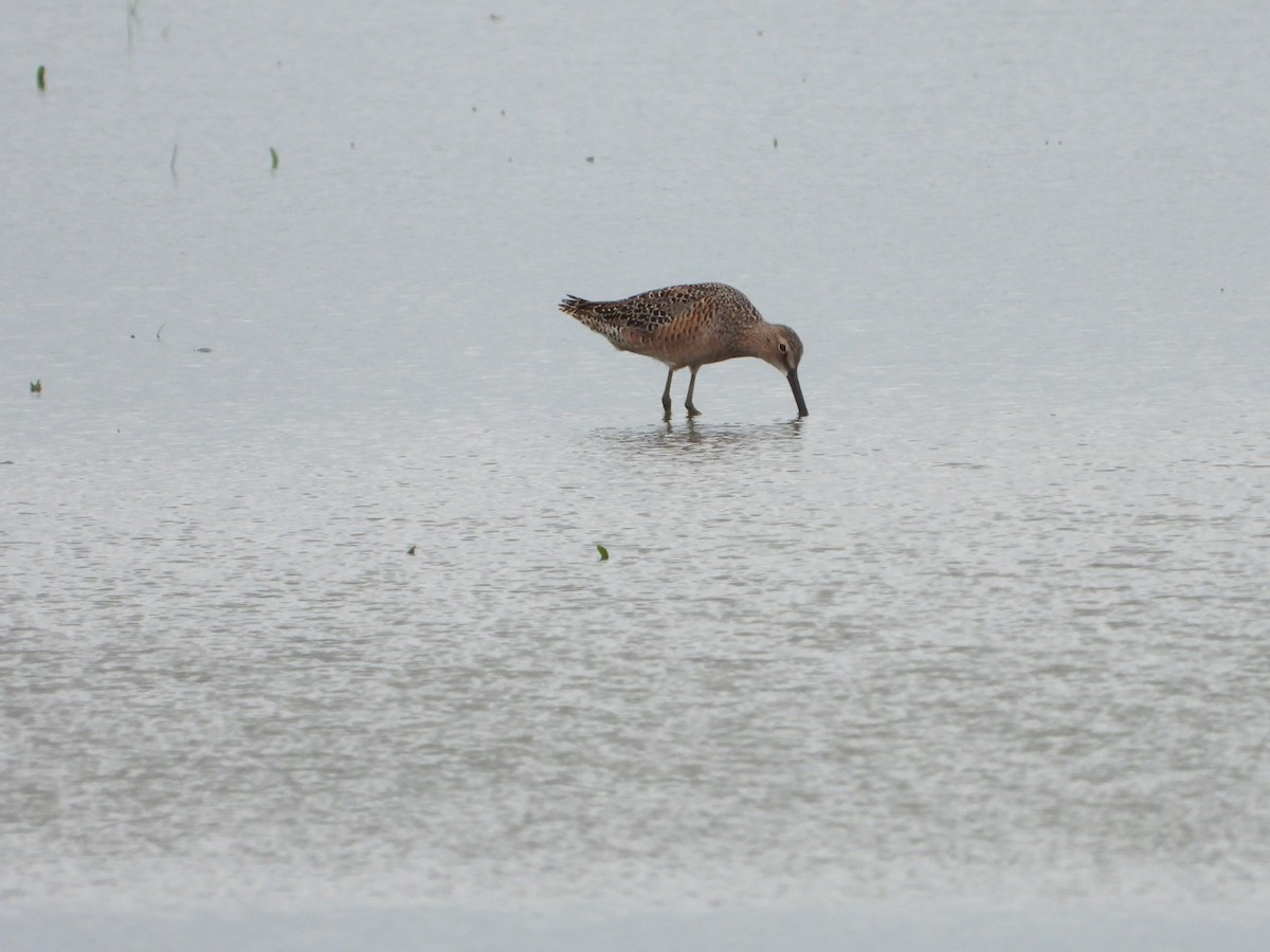 Long-billed Dowitcher - ML618746692