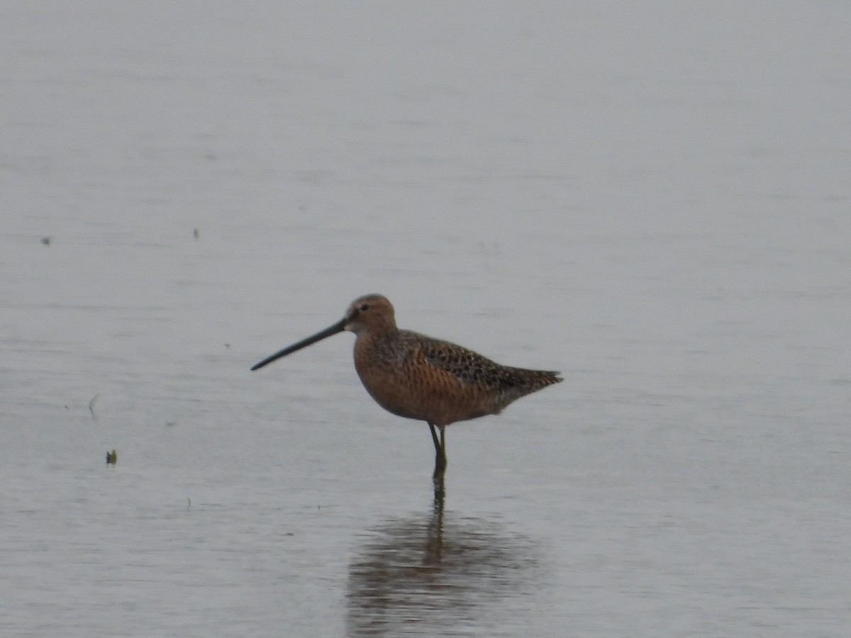 Long-billed Dowitcher - ML618746693
