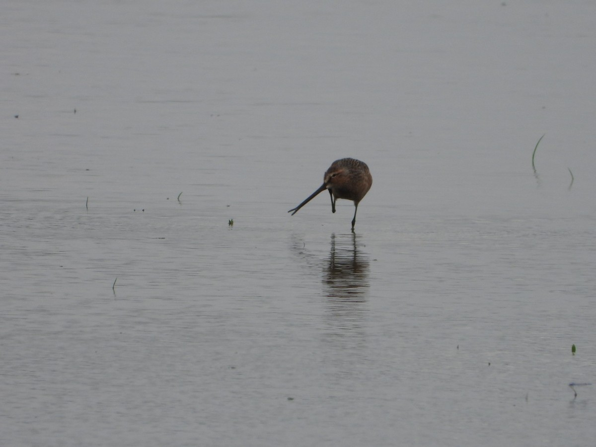 Long-billed Dowitcher - ML618746694