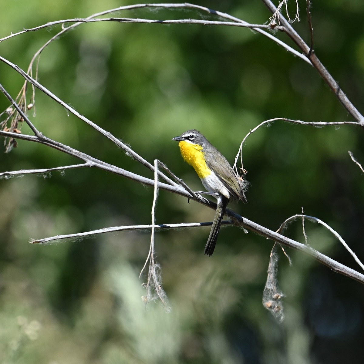 Yellow-breasted Chat - ML618746725