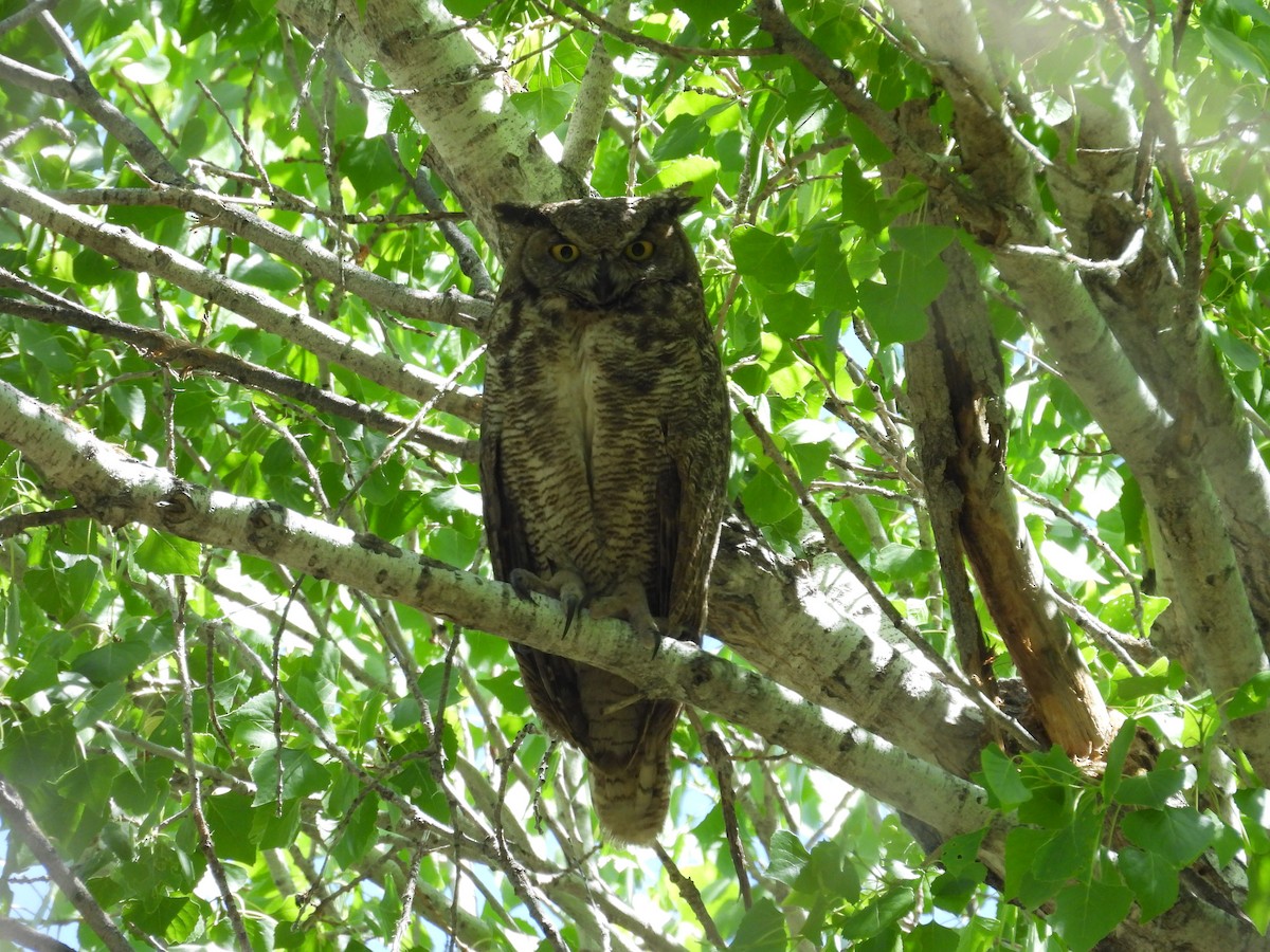 Great Horned Owl - ML618746727