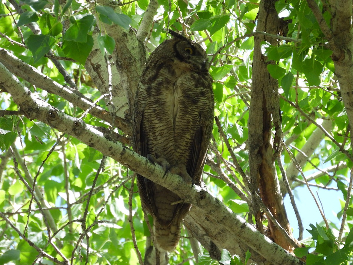 Great Horned Owl - ML618746728
