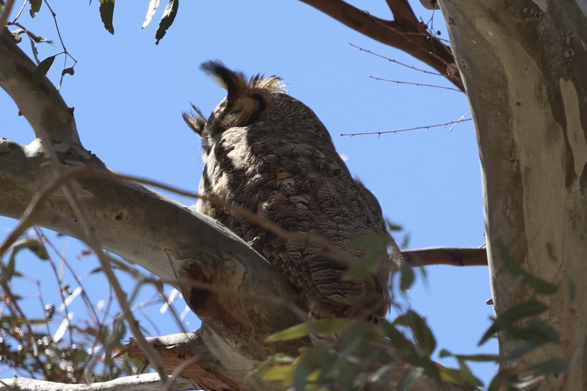 Great Horned Owl - ML618746729