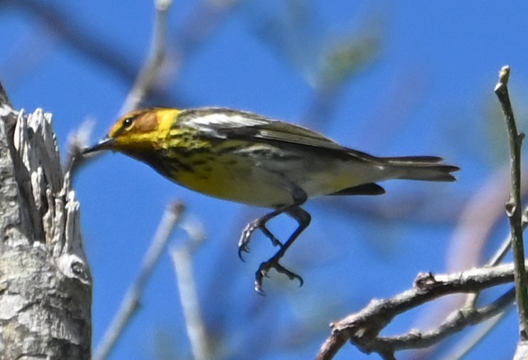 Cape May Warbler - ML618746745