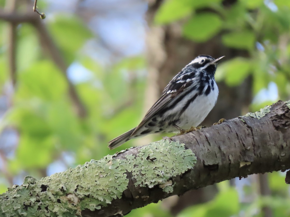 Black-and-white Warbler - ML618746758