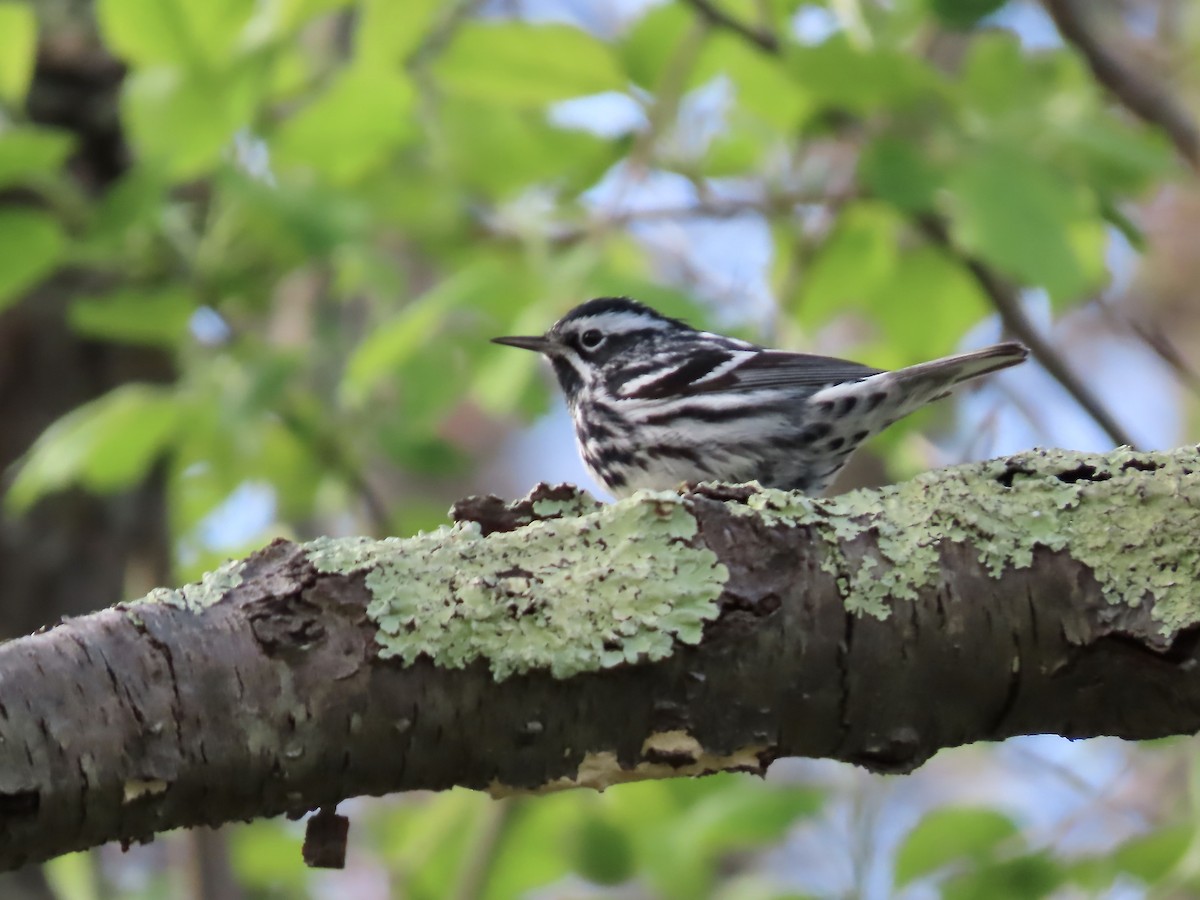Black-and-white Warbler - ML618746759