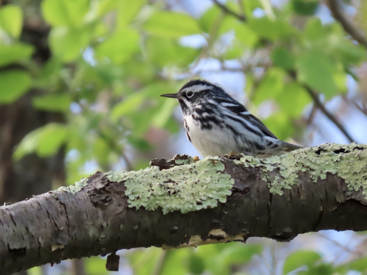 Black-and-white Warbler - ML618746760