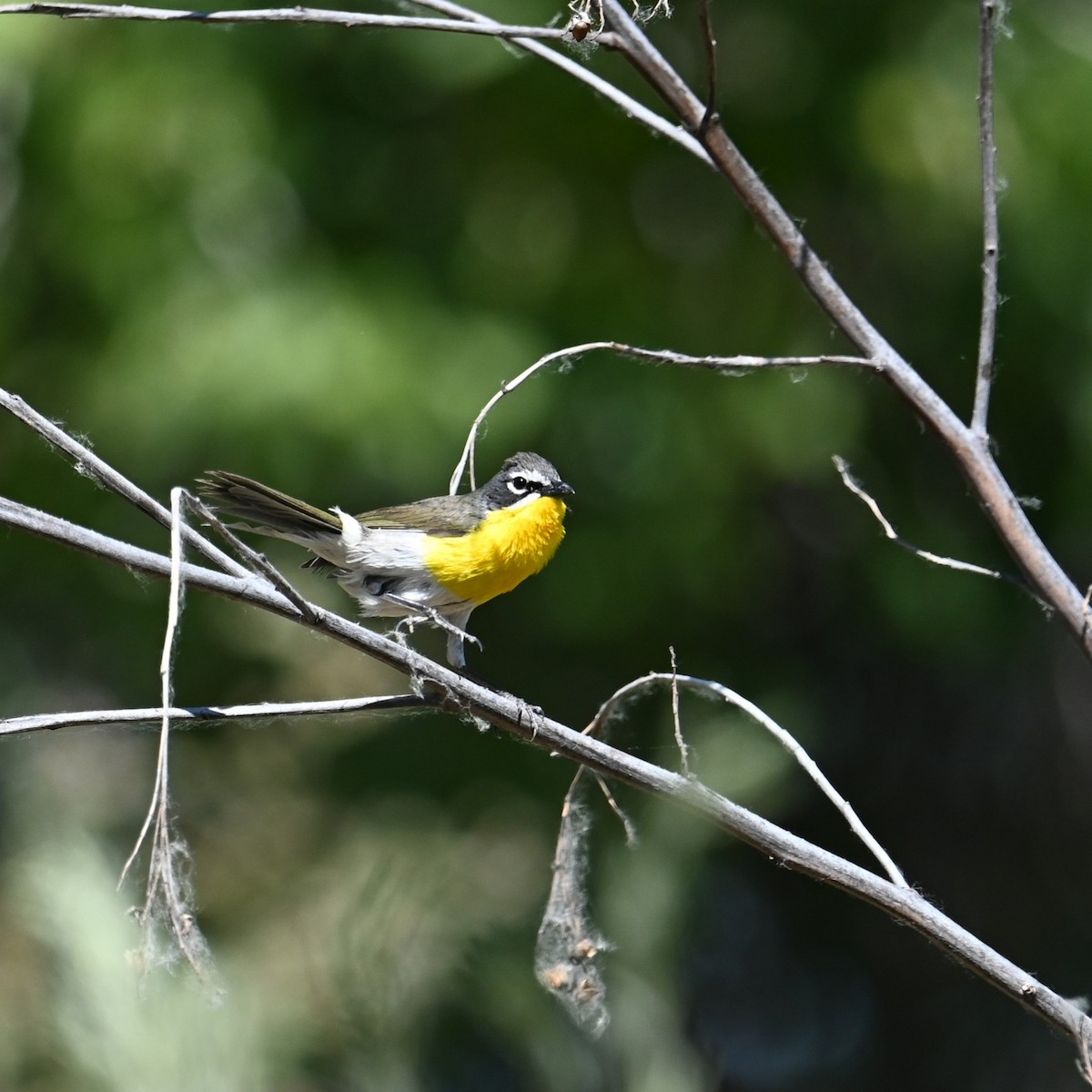 Yellow-breasted Chat - ML618746761